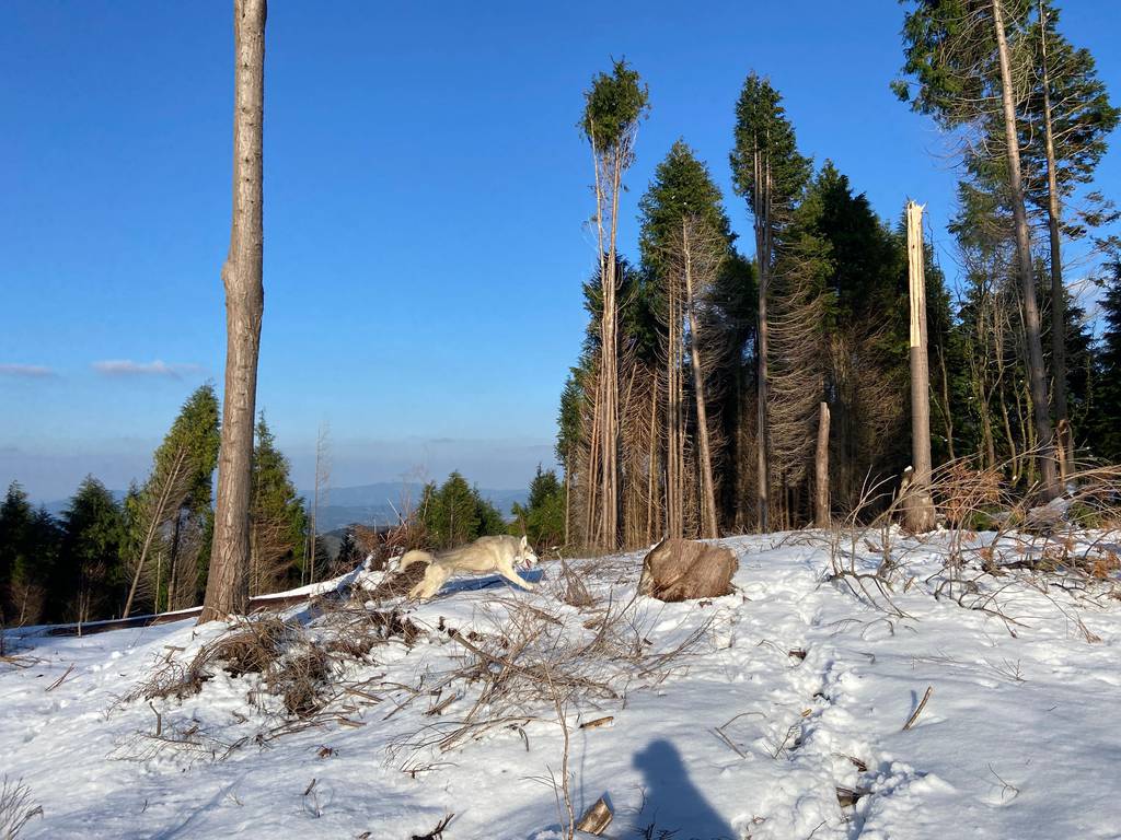 Siberian Trail erabiltzailea Picomenor puntan, 2022-04-04 19:02